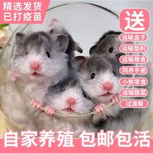 家养稀有品种长毛纯银长毛金丝熊包活长毛熊短毛熊活物米熊白熊