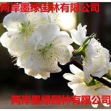 基地批发庭院公园观赏白花山碧桃 易成活品种多样白花山碧桃