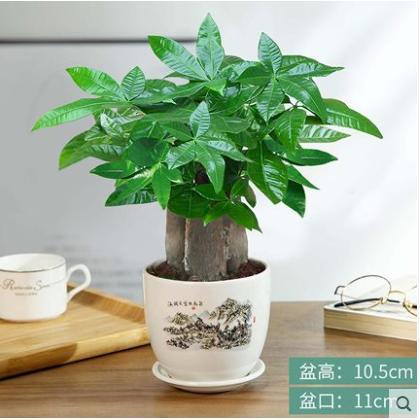 Three-pole money tree [wide sea and sky]