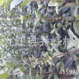 桂花苗批发今年采购桂花种子 当年桂花树 5公分桂花装饰桂花批发