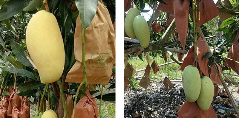 芒果袋使用场景2