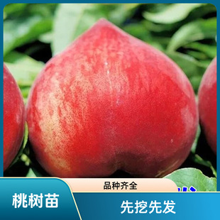 �Ҙ�����S�����������Ҷ������Ե��Լ޽����Ϸ������Nֲ����Y��