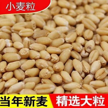 Wheat, Yumai, high-quality wheat, dry wheat with husk, edible wheat grains for making flour, wheat for fishing and feeding pigeons