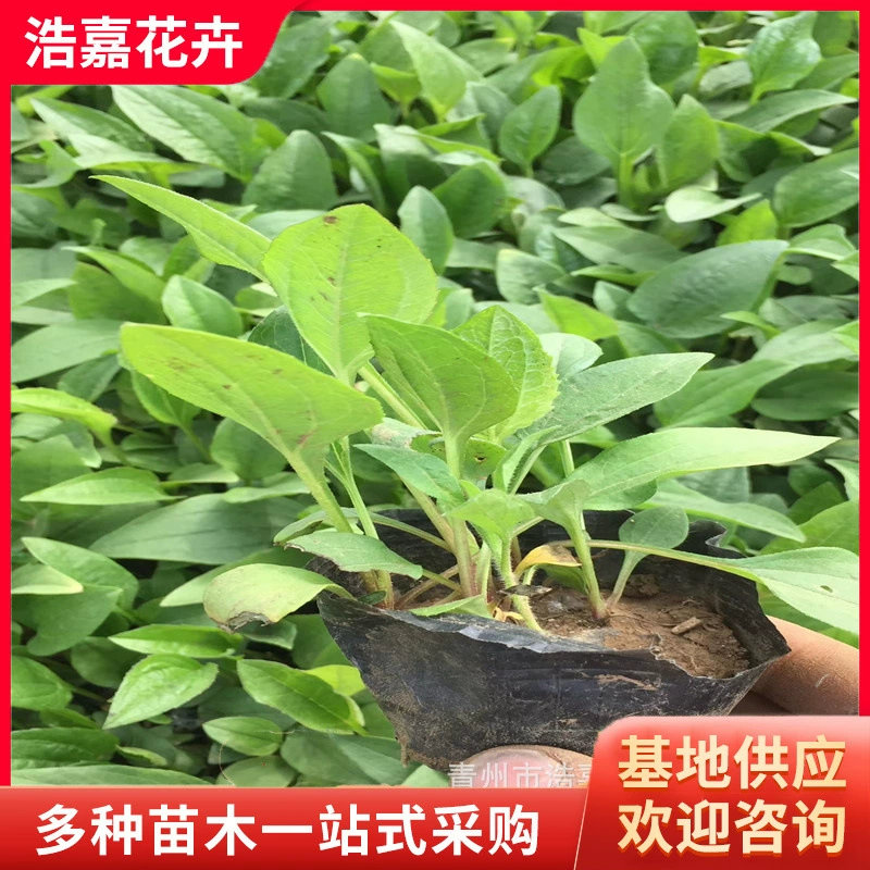 Семена эвриалеи в горшках, цветы эвриалеи Цинчжоу, рассада эвриалеи для цветочных клумб, парков и озеленения дорог