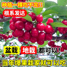 ����܇���Ә������Ҙ���������޽Ӱ�������ˮ�����Ϸ����Nֲ