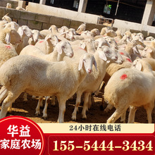 小尾寒羊活羊批发5个月改良小尾寒羊羊羔散养小尾寒羊种母羊