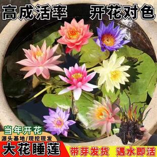 Water Lily Blooms in All Seasons, Perfume, Water Lily Root Block, Lotus, Lotus, Hydroponic Plant, Pond, Fish Tank, Water-Raised Water Lily Bulbs
