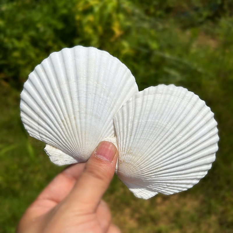 Changeable big white organic aquarium decor