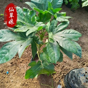 Octagonal Gold Plate Saplings Potted Courtyard Greening Project Seedlings Evergreen and Shade-Resistant and Cold-Resistant Outdoor Planting Large Cup Seedlings