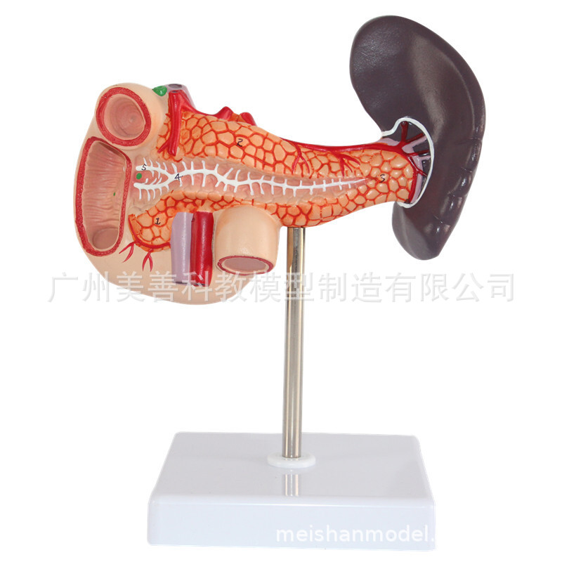 人体肝脏 脾胰解剖 模型 消化系统模型腹腔干 肝门静脉 肝胰模型-阿里巴巴