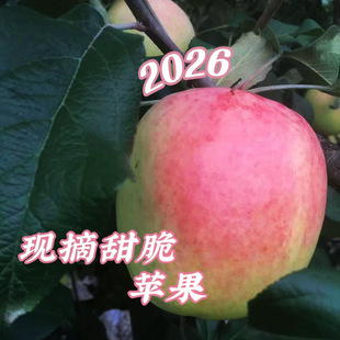 2026�����O�����r����O������o�����O���Fժ�F�l���O��һ�����l