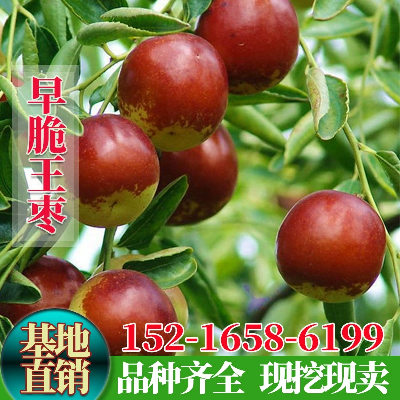 Саженцы зизифуса, ранние хрустящие саженцы зизифуса, посаженные на севере и юге, посадка на дворе, горшечные растения, плодовые саженцы в том же году.