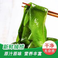 盐渍裙带菜海白菜海藻菜海带裙带菜凉拌菜麻辣烫火锅食材产地直供