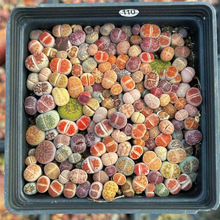 ��ʯ����϶���ֲ�������ײͲʻ���ɫ�̨���ֺ��B����С���Ի���