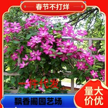里昂村庄铁线莲花苗盆栽爬藤花卉绿植物耐热四季开花阳台庭院耐阴