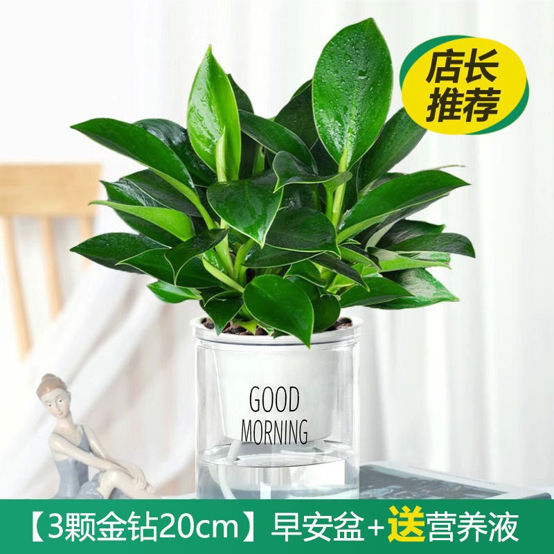 铂金钻盆栽植物绿萝箩水培绿植发财树花卉多肉办公室内去吸除甲醛