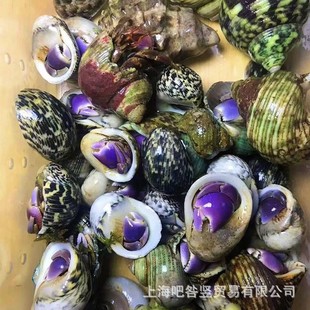 Live Hermit Crab with Short Arms, Blackberry Strawberry Stall, Terrestrial Hermit Crab Street Stall Bjs