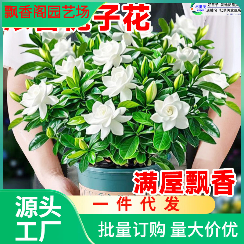 一件代发栀子花盆栽四季花卉植物室内水培绿植好养茉莉花九里香开