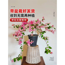 ����÷���Ԏ������پG���Ϙ��҃�ͥԺ�༾�_���Gֲ���ܺ��B�׻�