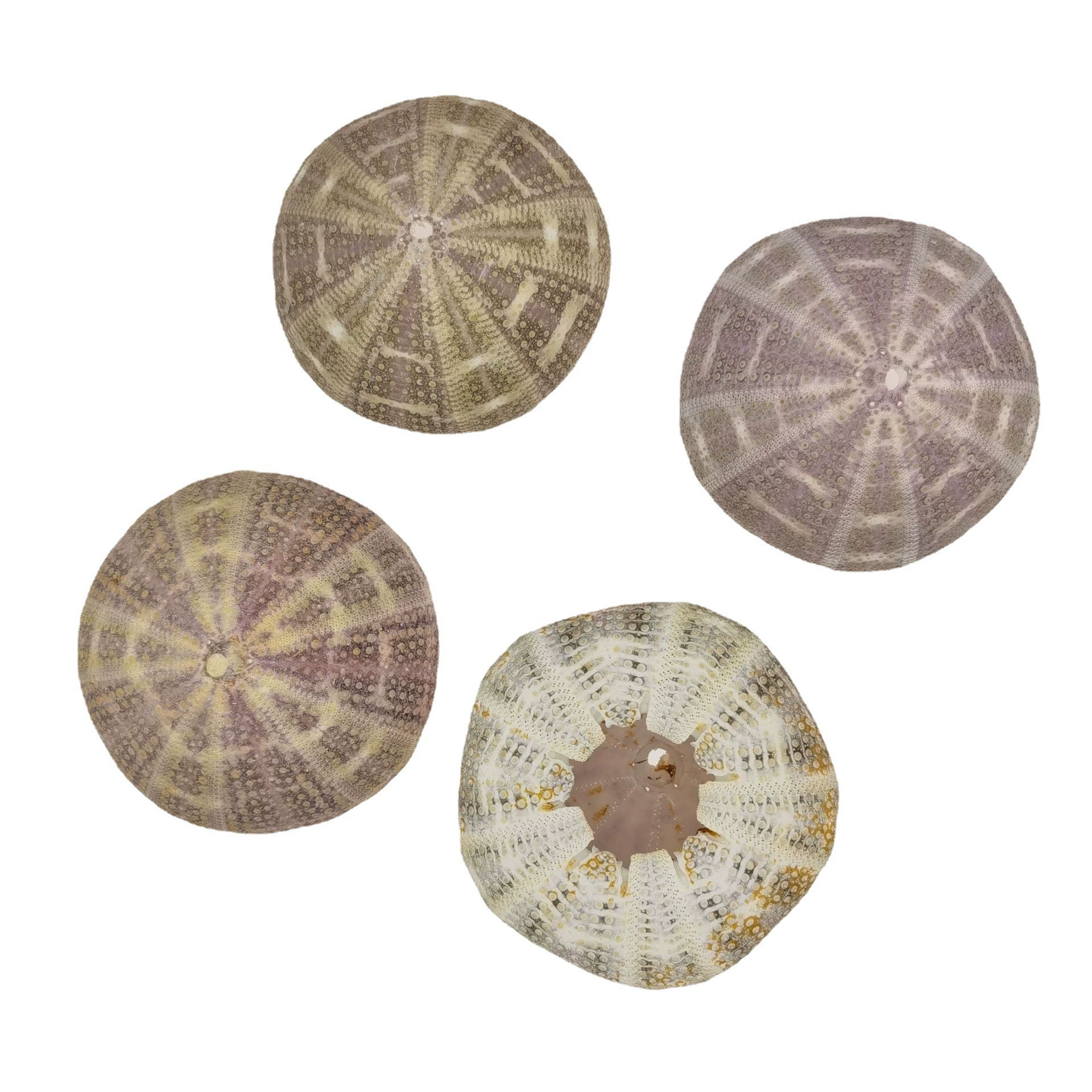Spot natural sea urchin shell conch, wholesale air pineapple bonsai landscape landscape decoration craftsmanship sea urchin shell