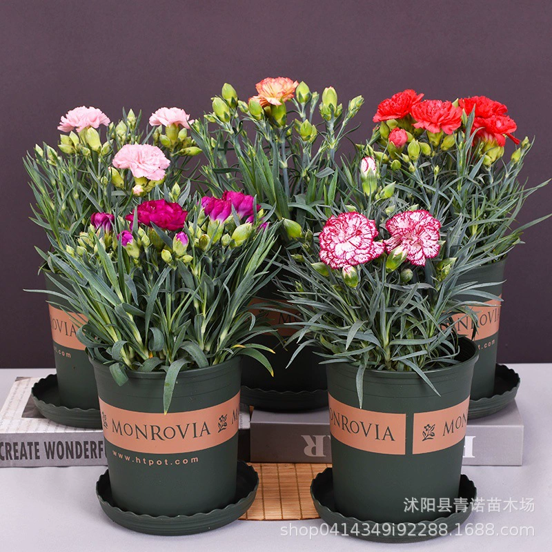 Детские прямые оптовые продажи Гвоздики горшечные растения комнатные цветущие растения весенние и летние цветущие цветы