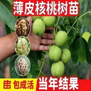 ������8518�޽����ش�Ƥ���Ҙ����ϱ����ļ��Nֲ�����箔��Y��
