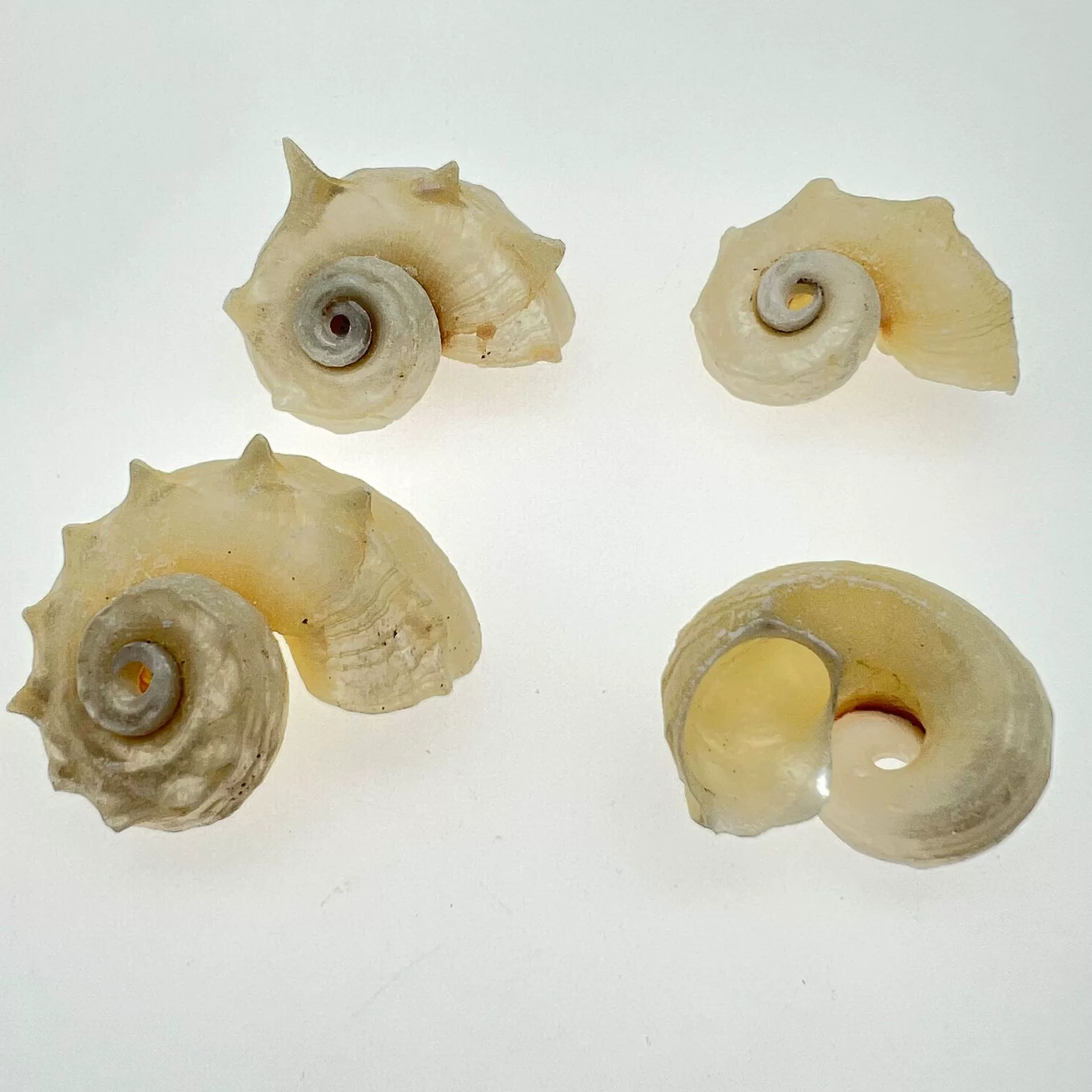 Study natural shell conch fluorescer tower snail tank landscaping decorative shell conch DIY crafts