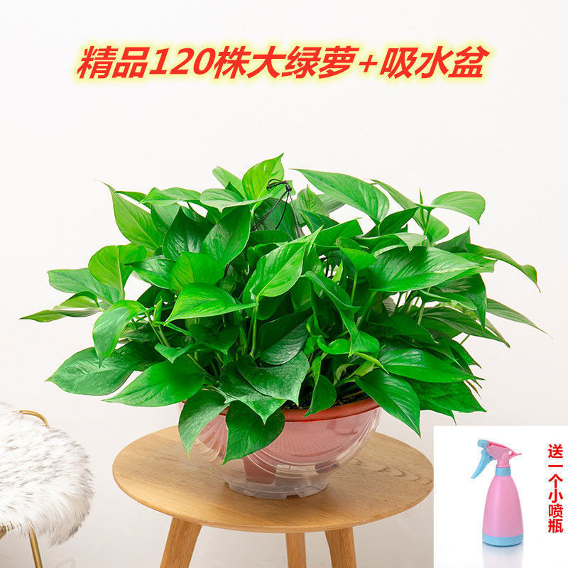 붉은 화분에 심은 짧은 덩굴 큰 녹색 무 120개 + 흡수성 화분 + 물뿌리개