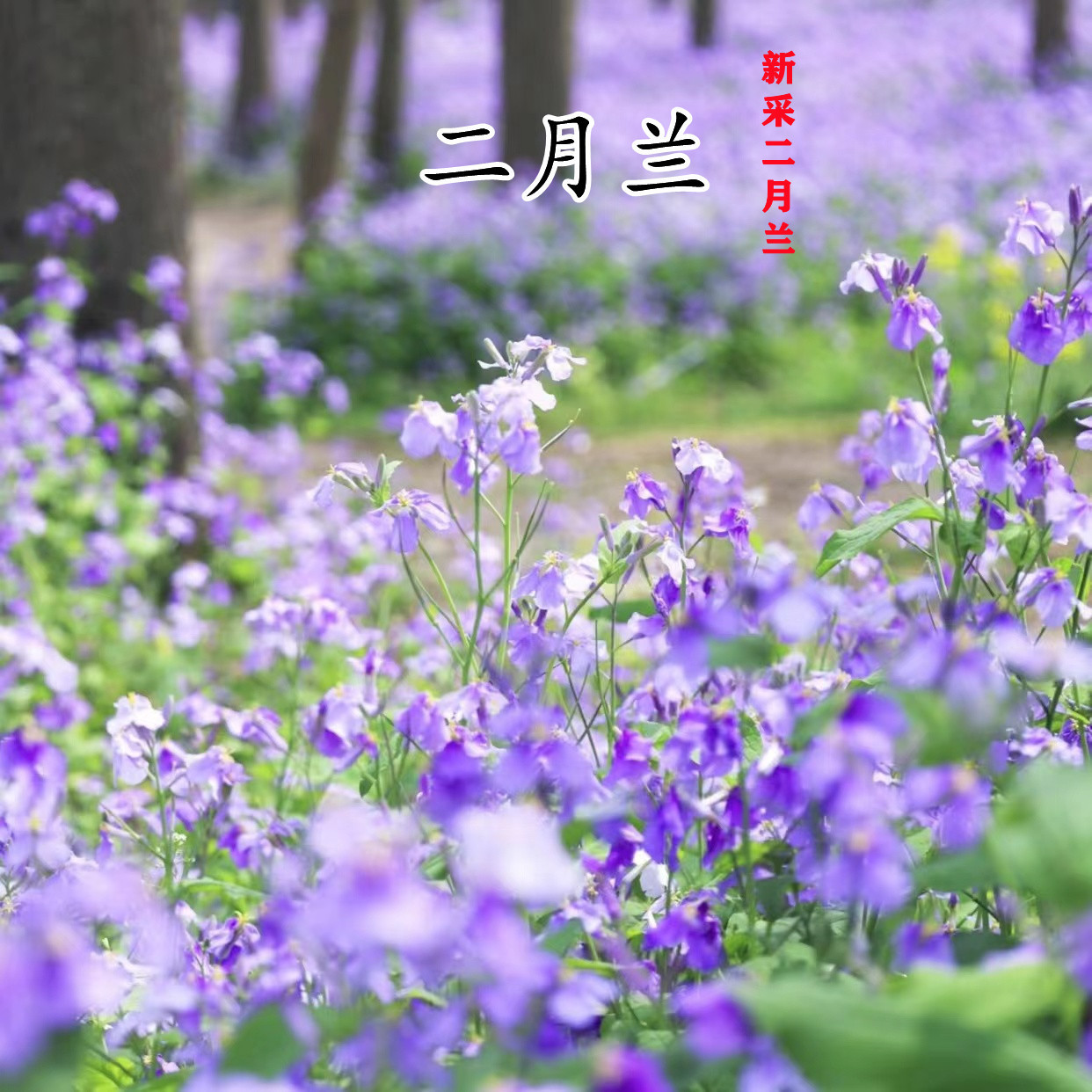 宿根二月兰种子诸葛菜四季秋冬多年生花卉花种籽耐寒耐阴植物矮杆