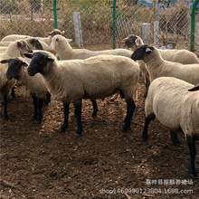 农户养殖萨福克小羊羔 四川哪里有杜泊绵羊活羊种羊养殖