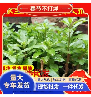 ��轘�����~ʳ������~���҃�ֲ�����Ծ����r�߲������ļ��Nֲ��