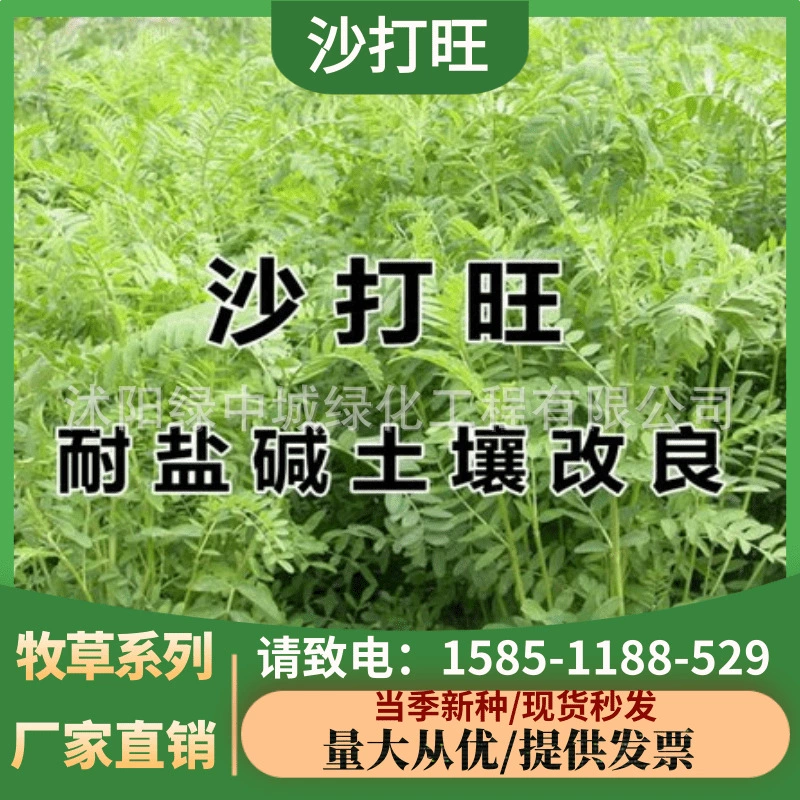 Семена седаванг многолетние кормовой травы Семена песка-доказательство почвофиксации защиты склонов семена травы морозостойкие засухоустойчивые солончако-щелочные семена травы