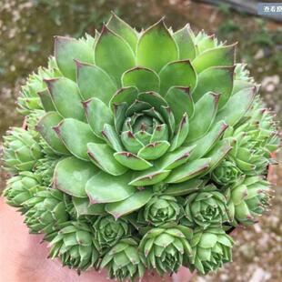 Guanyin Lotus Cluster Multi-Headed Succulent Plant Combination with Potted Plants, Good for Balcony Flowers, Easy to Grow for Beginners, Easy to Explode Pots