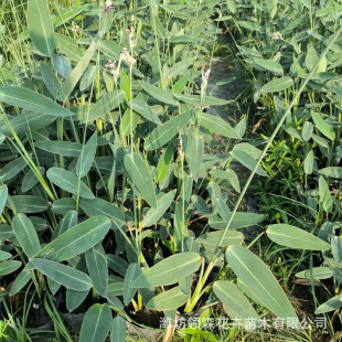 Qingzhou Potted Zaili Flower Seedlings, Artificial Floating Island Wetland Greening Landscape Aquatic Plants, River Water Purification