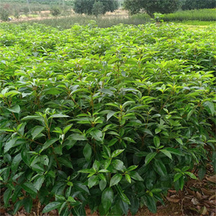 ���������С�~����������������ϱ����Nֲ�ļ���������