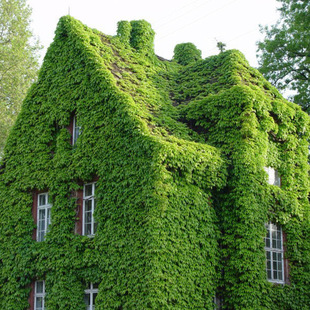 Base wholesale climbing vine plant three-leaf brocade seedlings greening project liana plant three-leaf creeper seedlings