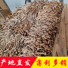 茶树菇产地直销批发3号剪根捆把烘干5号江西茶树菇干货菌菇土特产
