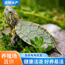 �t��������С����������^�p�������������B�����������Bֳ�����l