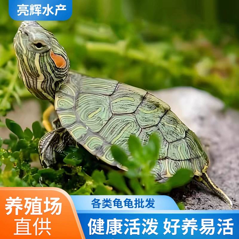 Бразильская черепаха с красными ушками, маленькая черепаха, домашнее животное, живая декоративная бразильская черепаха, черепаха, домашняя черепаха, ферма черепах, оптовая продажа