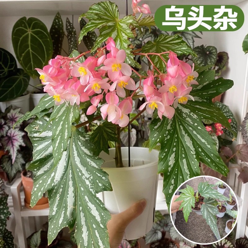 [internet celebrity style] aconite miscellaneous