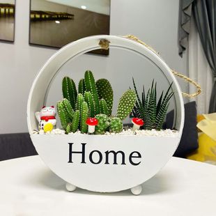 Succulent Cactus Cactus Micro Landscape Combination Potted Scandinavian Creative Indoor Desktop Small Green Plant DIY Christmas