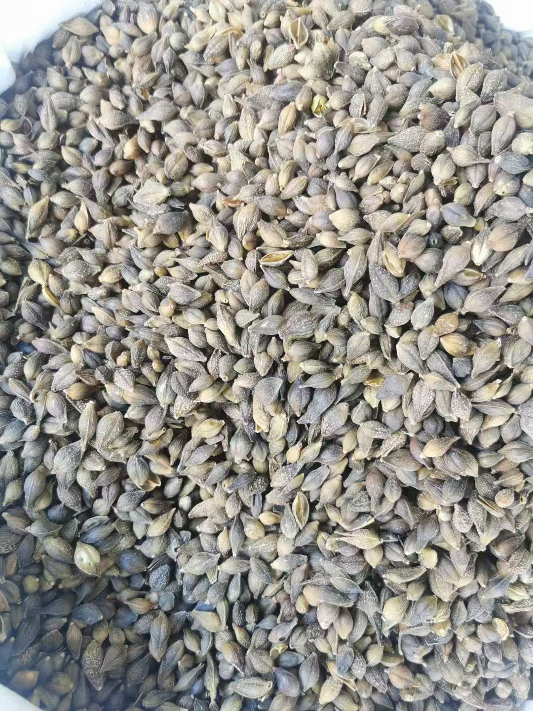 Dried Forsythia Fruit Lian Qiao 500g Selected Grade Sulfur-Free Raw Herb for Decoction and Herbal Tea specifications