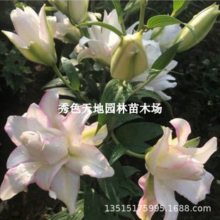 Perfume Lily Bulb Potted Imported Double-Headed Multi-Headed Indoor and Outdoor Four-Season Asian Lily Bulb Plant Florals