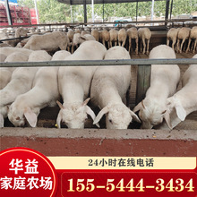 育肥羊养殖 育肥羊的养殖利润 肉羊养殖批发 山东种羊养殖场