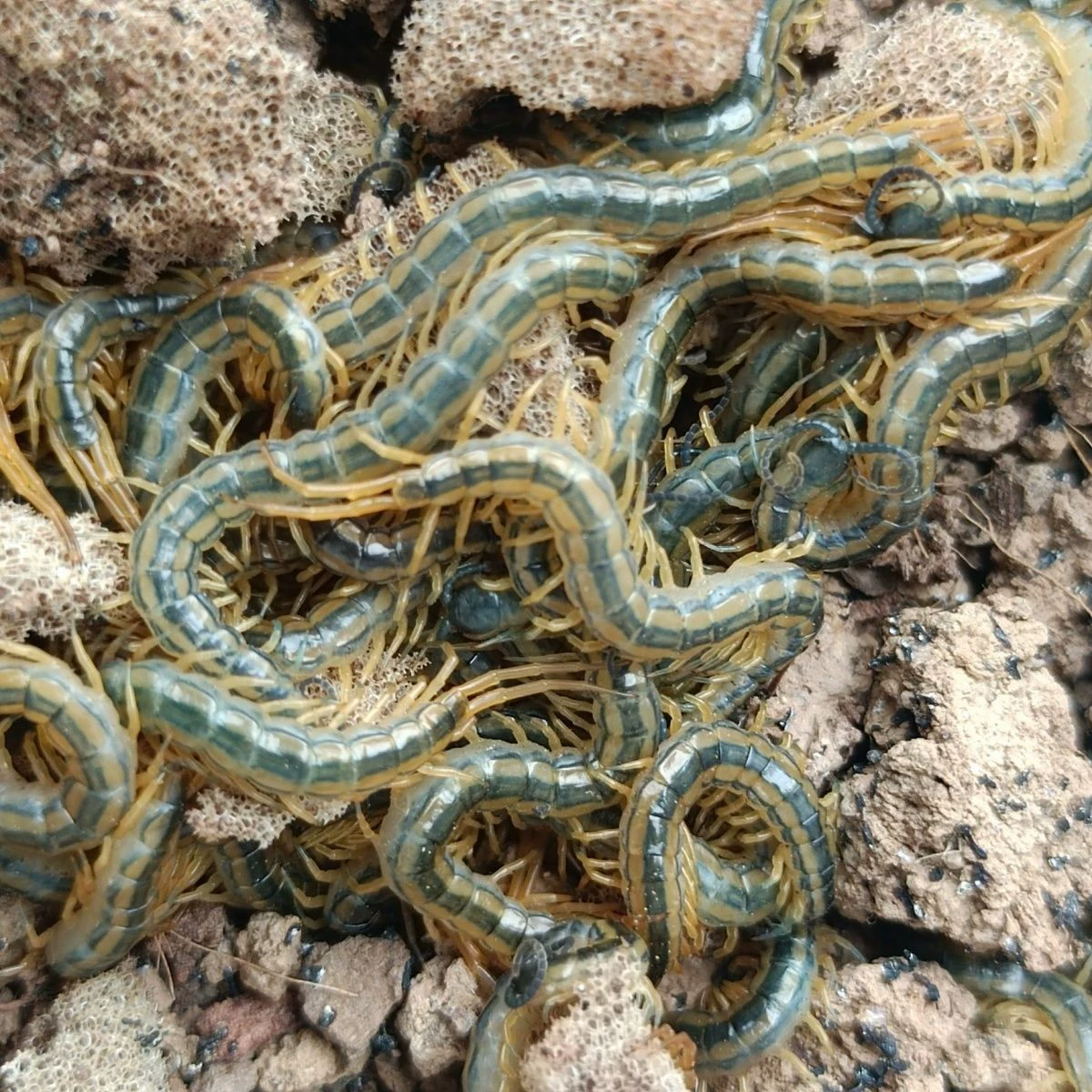 Сороконожка Рассада Рыжеволосая Сороконожка Разведение Сороконожка Рассада Молодая многоножка Разведение