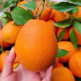 江西赣州橙子斤装赣南脐橙甜新鲜水果整箱大果产地直发厂一件批发