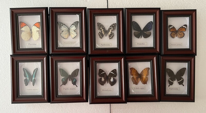 Fashionable and Simple Home Living Room Bedroom Sofa Background Butterfly Specimen Hanging Painting Framed Decorative Painting Factory Direct Sales Fashionable and Simple Home Living Room Bedroom Sofa Background Butterfly Specimen Hanging Painting Framed Decorative Painting Factory Direct Sales