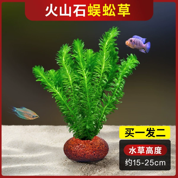Centipede Grass Volcanic Stone [1 shot 2]