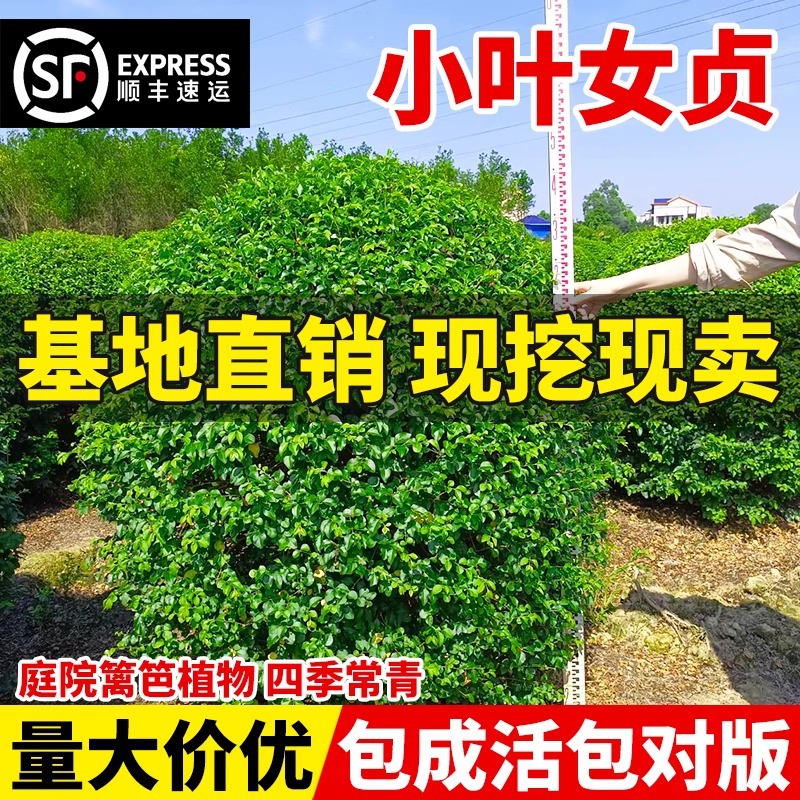 小叶女贞树苗庭院造型树四季常青苗木绿篱笆树绿化工程金叶女贞苗