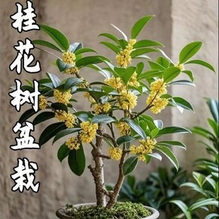 𻨘ֲ҃ͥԺ辰ļB_㻨